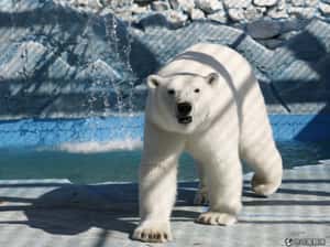 加國人用手機嚇跑北極熊