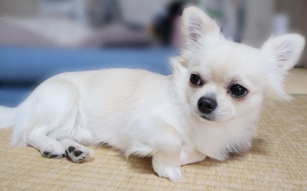 毛孩出遊趣！台中打造寵物天堂　讓主子開心放電