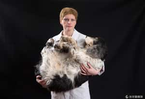 比利時至死不渝的愛 寵物做成填充毛偶