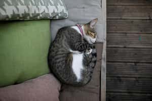 日本公司推貓咪家具  動物也要家居生活