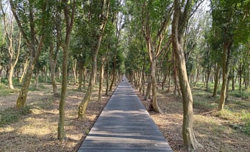 【遊記】第二章，彰化有個不輸「臺北大安森林公園」的公園，溪州公園 (森林區) - 大漠國渡