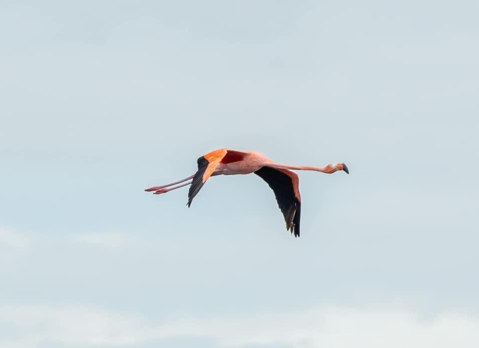 搭乘「颶風航空」到此一遊！美國多地出現罕見野生紅鶴
