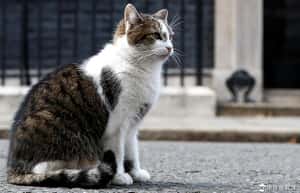 【有貓就給讚的地球 24小時】04/08 貓大臣來也