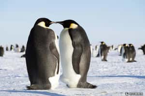 全球暖化 皇帝企鵝數量恐減少20%