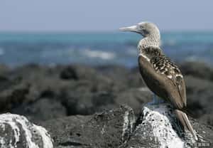 逗趣小丑 太平洋藍腳鰹鳥