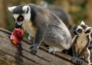 【地球 24小時】07/23 欸，你有好東西都不用說膩？