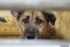 零安樂：浪浪的天堂或地獄？