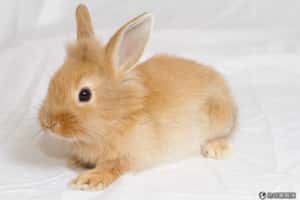 丹麥電台現場殺兔引發眾怒