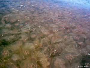 水母異常激增   英國提醒遊客注意