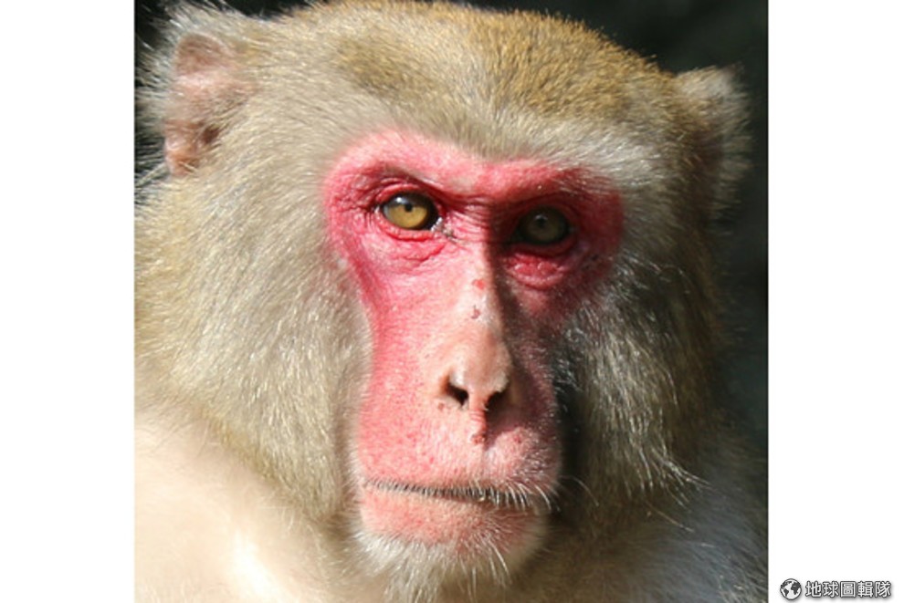 [問卦] 候選猴的一生該怎麼拍？