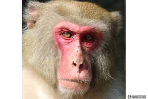 日本動物園美猴王出爐 人愛猴不愛