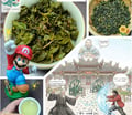 松柏嶺四季春是什麼？早春茶風味解析與日常品飲推薦🍃三葉茶莊（永和創始店）