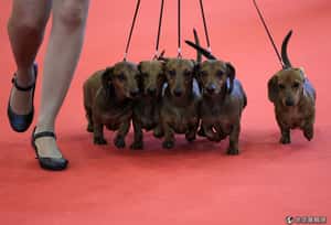 共享經濟   賺外快的新途徑