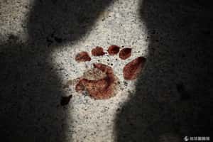 手榴彈攻擊  曼谷示威陣營傳2死24傷