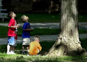 仲夏不寧靜 「17年蟬」大舉回歸美國