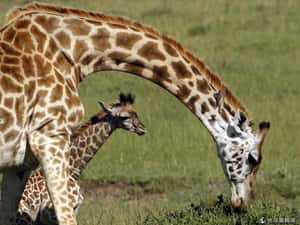 恐怖組織逼肯亞動物遷徙