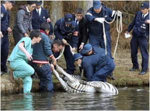 斑馬驚慌溺死 反映動物園交易悲劇