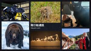 【飛行船通訊】4天連假要幹麻？走進博物館穿梭古今，或跟胖熊、石虎一起狂歡！