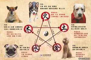 你的狗狗是「金木水火土」哪一型
