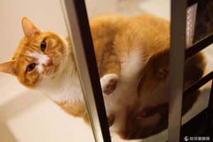 寄宿、 託顧 毛爸媽春節安心外出