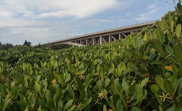 【遊記】生態豐富的濕地中，尋找「龍貓隧道」，新豐紅樹林 - 大漠國渡