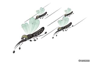 對抗登革熱  巴西學者進行「蚊子打蚊子」計畫