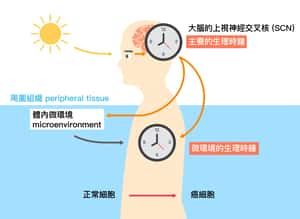 熬夜加班、打 game 追劇再補眠就好？小心未來癌症來陪睡