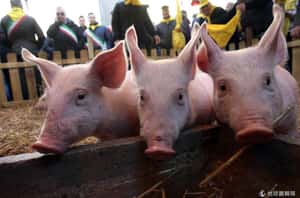 不合衛生標準 俄國禁運歐盟動物油