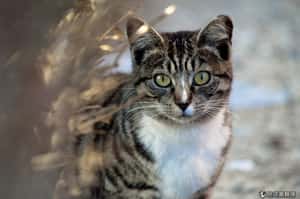 都是野貓惹的禍 澳洲哺乳類面臨「滅絕」大危機