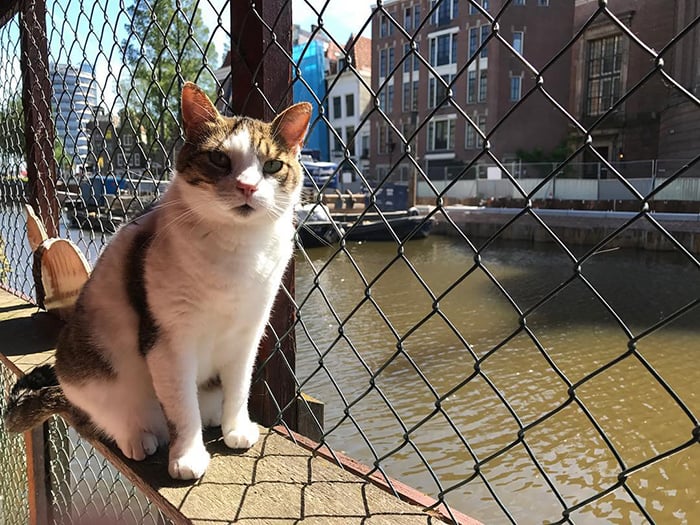 「貓咪的諾亞方舟」世界唯一的荷蘭貓船，一不小心就會超重