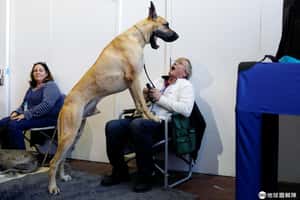 【Hello, World!的地球 24小時】02/10 寵物狗攀上身