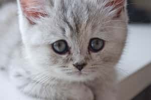 美學者告訴你「可愛」的秘密