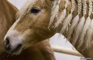 研究：馬知道你正在生氣