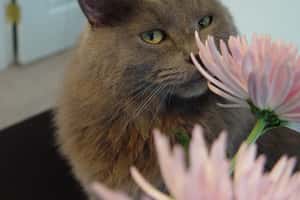 聞不到對減重有用  理由不是你想的那樣