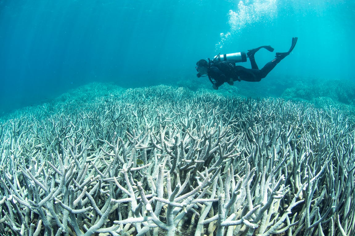 第四次全球珊瑚白化事件來襲　科學家預測：可能為史上最嚴重