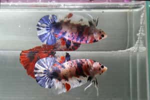 想要什麼顏色通通有 人與鬥魚的千年小史