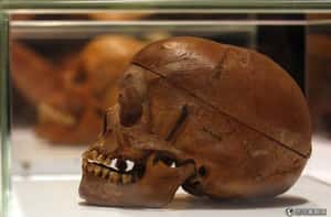 德國尋骨記  坦尚尼亞人揭開血腥殖民史