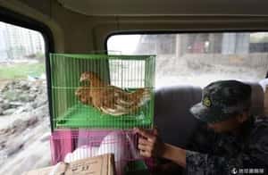 天津爆炸區用動物試毒   網友炮轟