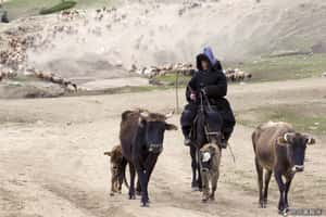 為了活得像個人   新疆維吾爾人逃到土耳其