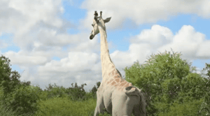 保護罕見白色長頸鹿  肯亞幫牠戴GPS