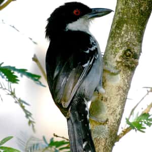 為什麼鳥兒愛洗「螞蟻浴」？