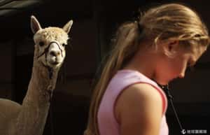 草泥馬的心事誰人知？