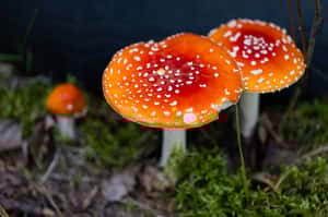 伊朗毒菇橫行  11人亡、800人中毒