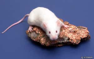 再生醫學逆轉勝  人體器官修復有望