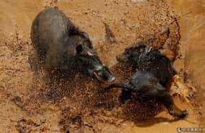 在印尼村落，讓豬狗互戰的「野豬打鬥」