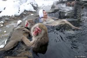 猴子泡湯暖呼呼