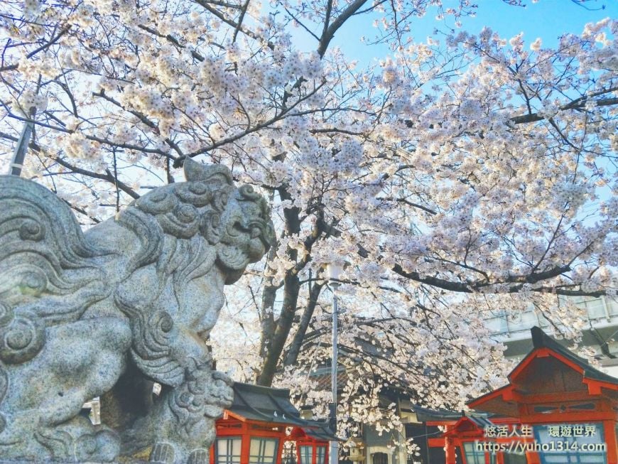 京都旅遊,京都景點,京都自由行,京都賞櫻景點,京都櫻花景點,京都櫻花預測,六孫王神社,京都私房櫻花景點,2025京都櫻花,京都私房景點