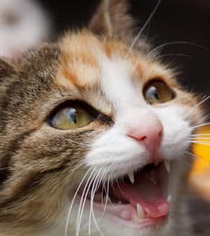 那些關於貓貓的古典樂