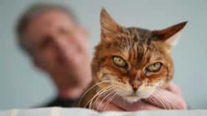 「16年後，我的貓終於回家了！」3歲走失、19歲重逢　英國男子奇蹟尋回愛貓