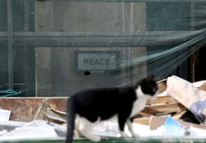 【世界要和平的地球 24小時】11/25  貓咪身後的和平